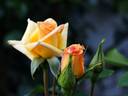 Ffion rose photo