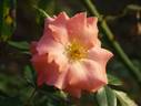 Liverpool Echo rose photo