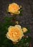 Edith's Darling rose photo