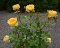 Edith's Darling rose photo