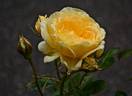 Edith's Darling rose photo