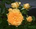 Edith's Darling rose photo