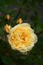 Edith's Darling rose photo