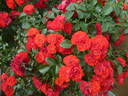 Canzonetta rose photo