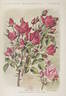 Frau Elise Kreis rose photo