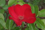 Robusta rose photo