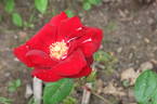 Schwarzer Samt rose photo