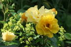 Stuttgardia rose photo