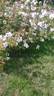 Kodaikanal rose photo