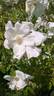 Kodaikanal rose photo