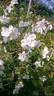 Kodaikanal rose photo
