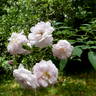 Belle Vichysoise rose photo