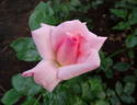 Smooth Lady rose photo