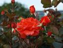 Lady Rose rose photo