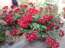 Bassino ® rose photo