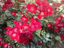 Bassino ® rose photo