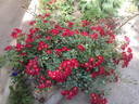 Bassino ® rose photo