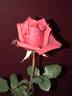 Kardinal Climbing rose photo