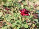 Bonne Nuit rose photo