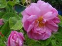 Perpetual White Moss rose photo