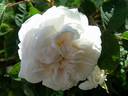 Aennchen von Tharau rose photo