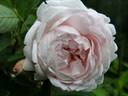 Aennchen von Tharau rose photo