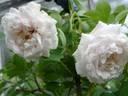 Aennchen von Tharau rose photo