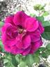 EBBTIDOP16 rose photo