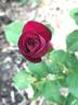 EBBTIDOP16 rose photo