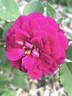 EBBTIDOP16 rose photo