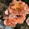 Honey Nectar™ rose photo