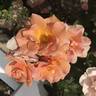 Honey Nectar™ rose photo
