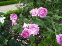 Aglaïa rose photo