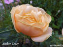Amber Cover ® rose photo