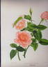 Socrates rose photo