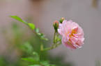 Joanne de Féligonde rose photo