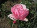 Bernd Weigel Rose rose photo