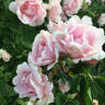 Prairie Youth rose photo