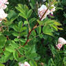 Prairie Youth rose photo