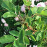 Prairie Youth rose photo