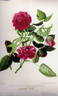 Nadine Faye rose photo