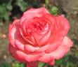 Antike 89 ™ rose photo