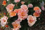 Honey Nectar™ rose photo