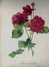 Prince Albert rose photo