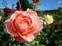 Francis Blaise ® rose photo