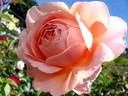 Francis Blaise ® rose photo
