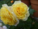 Bamako rose photo