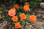 Amber Sunblaze ® rose photo