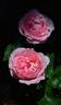 Sweet Victoria rose photo