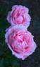 Sweet Victoria rose photo